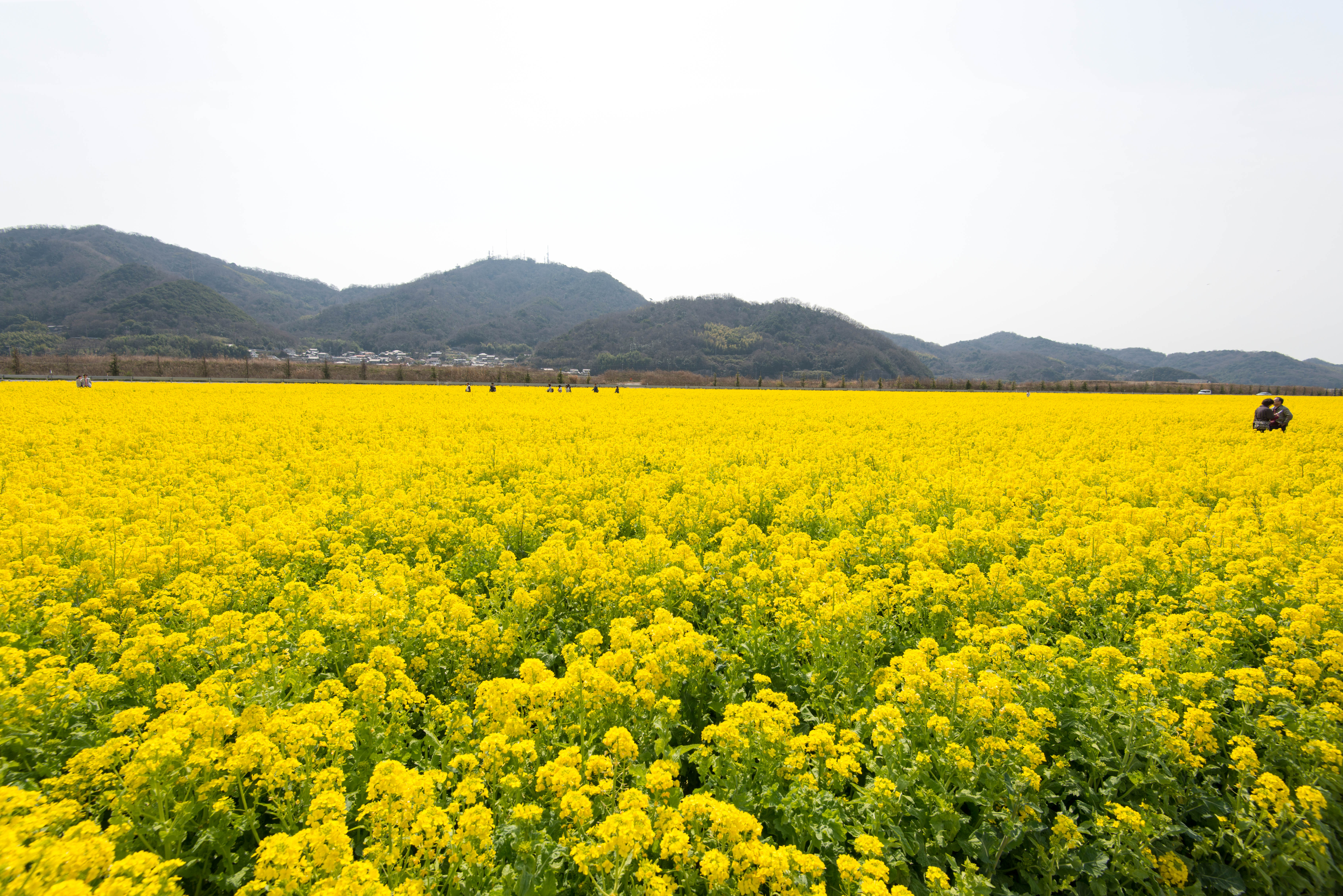 笠岡道の駅ベイファームの菜の花畑 D800 Af S Nikkor 16 35mm F 4g Ed Vr ふらふらフォト日記